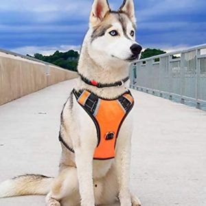 Chede No Pull Harness - orange & black - size M